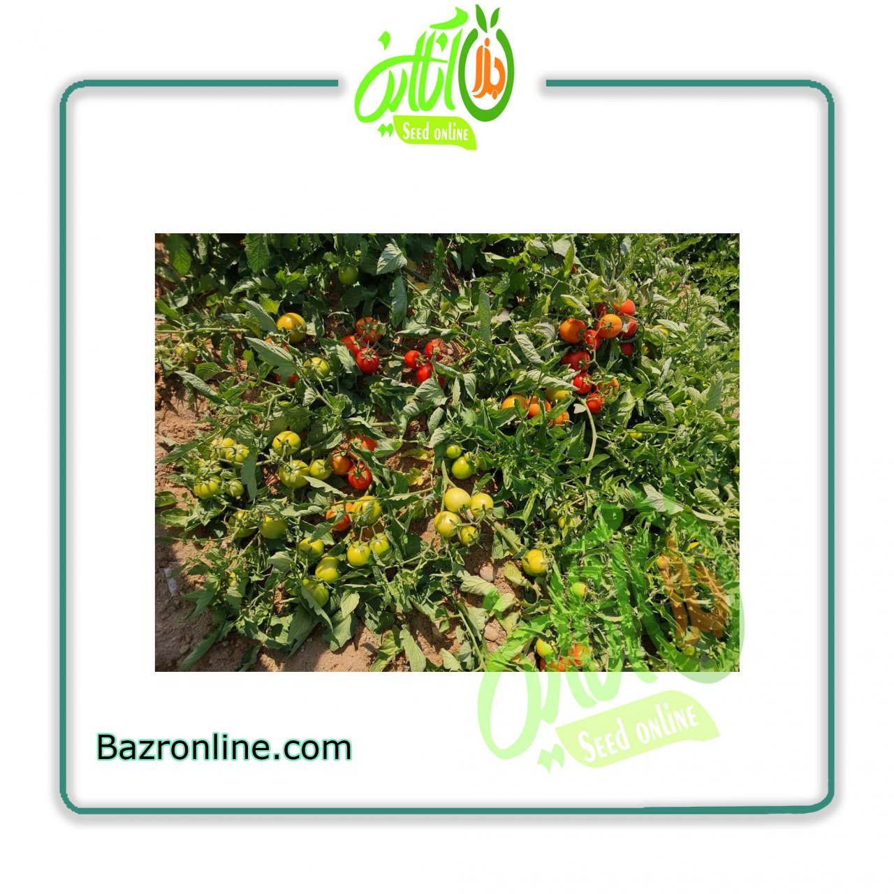 بذر گوجه فرنگی فیونان ( پروفین ) کانیون