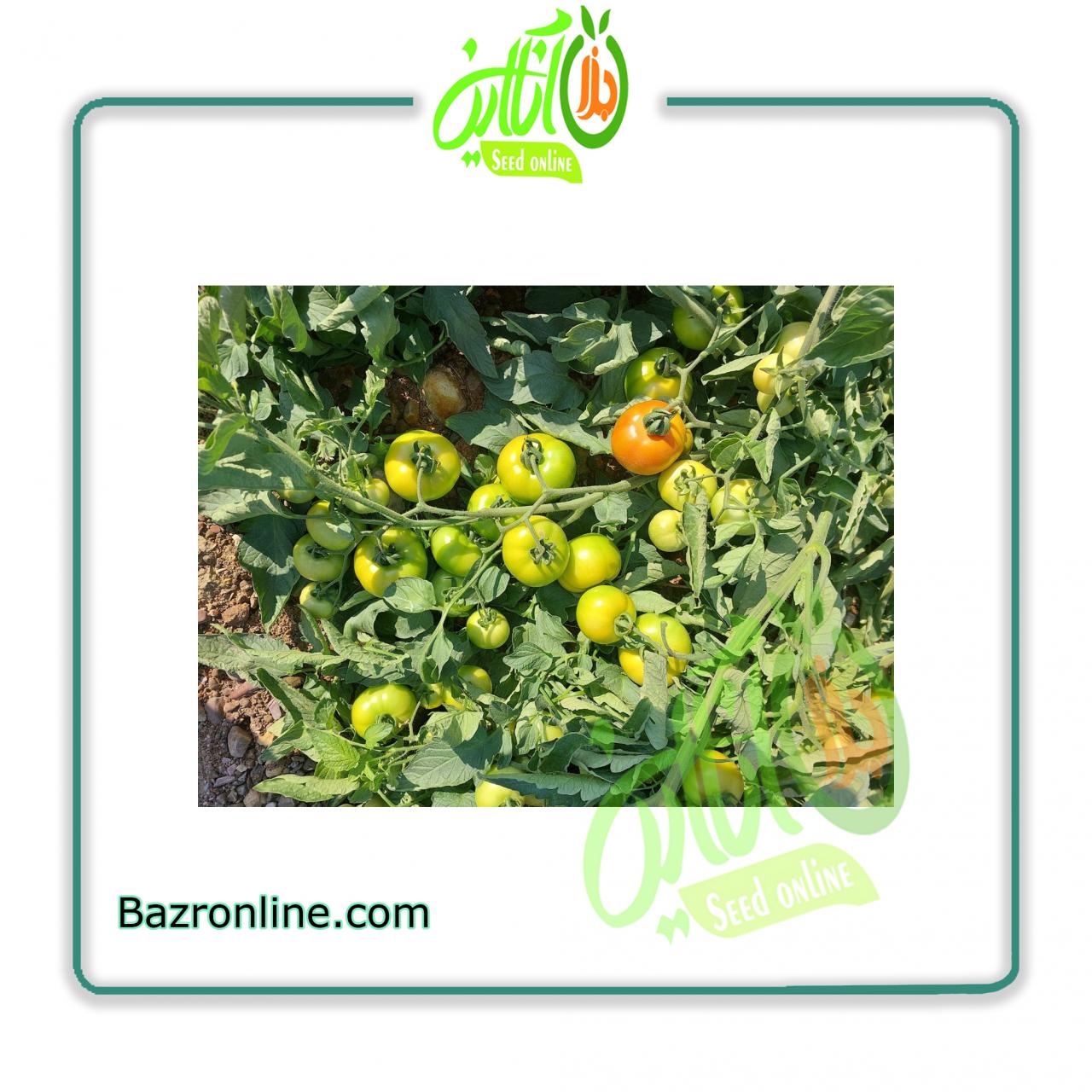 بذر گوجه فرنگی فیونان ( پروفین ) کانیون